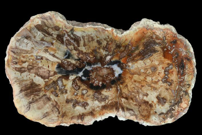 Petrified Horsetail (Calamites?) From Madagascar - Rare! #139599